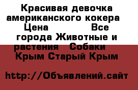 Красивая девочка американского кокера › Цена ­ 35 000 - Все города Животные и растения » Собаки   . Крым,Старый Крым